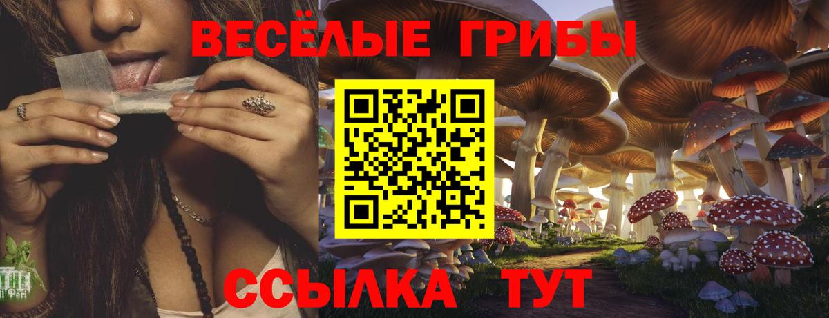 Галлюциногенные грибы Psilocybe Анжеро-Судженск